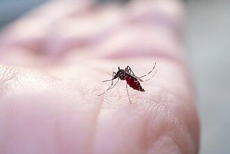 Aedes aegypti uodas