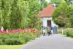 Šių metų bijūnų žydėjimas VDU Botanikos sode