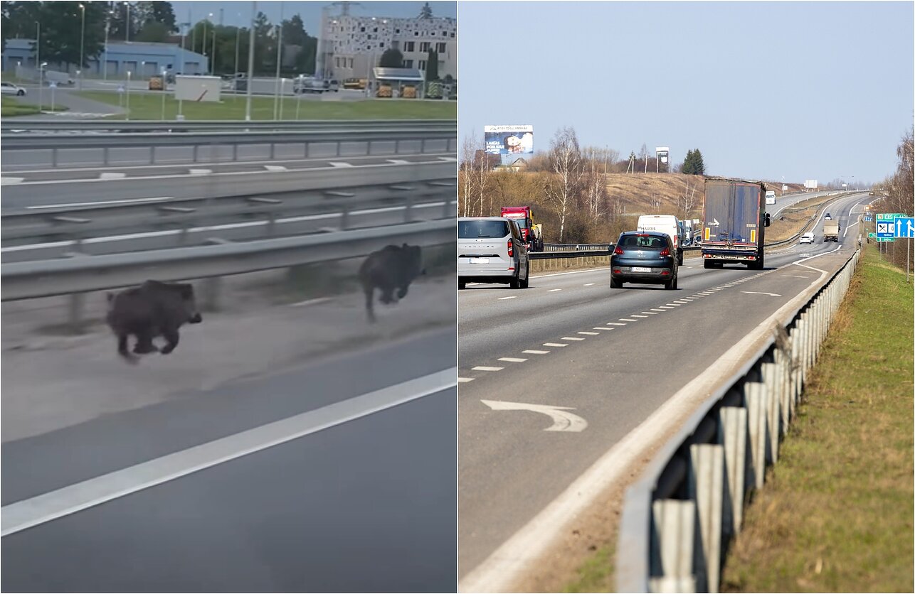 Į kelią Kauno rajone išbėgę šernai Į kelią Kauno rajone išbėgę šernai