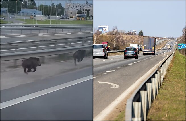 Į kelią Kauno rajone išbėgę šernai Į kelią Kauno rajone išbėgę šernai