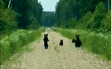 Keturi meškiukai Latvijoje Keturi meškiukai Latvijoje