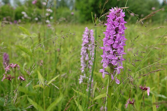 Veisiejų regioniniame parke žydi orchidėjos Veisiejų regioniniame parke žydi orchidėjos