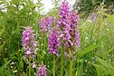Veisiejų regioniniame parke žydi orchidėjos