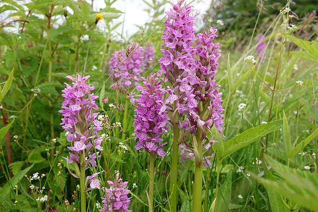 Veisiejų regioniniame parke žydi orchidėjos Veisiejų regioniniame parke žydi orchidėjos