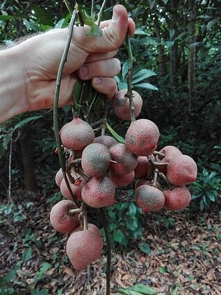 Pentadiplandra brazzeana Pentadiplandra brazzeana
