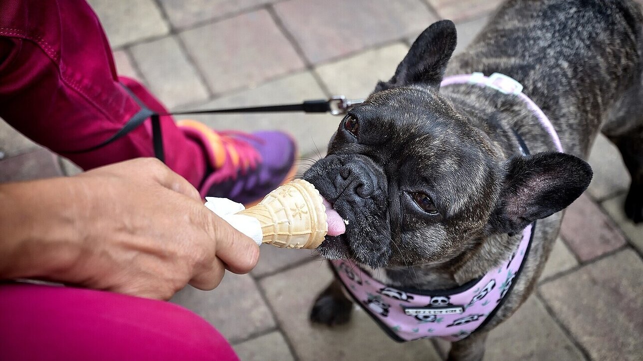 Pets too can suffer in the summer heat While dogs often like ice cream, the confectionery is not hugely effective in cooling the body down, in either human or animal.