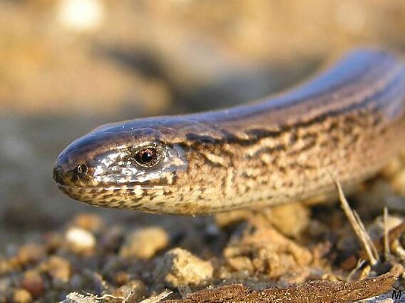 Gluodenas