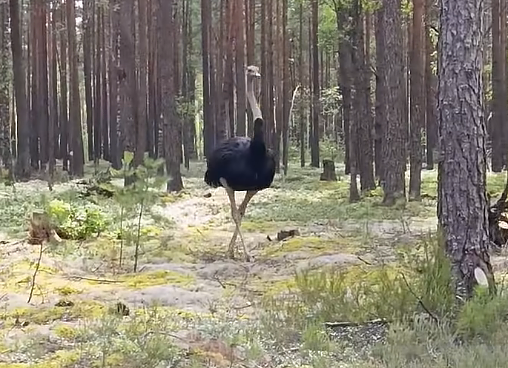 Strutis miške