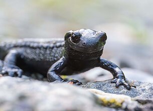Alpinė salamandra, kurią pamatyti buvo Mariaus Čepulio svajonė Alpinė salamandra, kurią pamatyti buvo Mariaus Čepulio svajonė