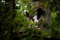 Pasiruošimas pirmajam skrydžiui Pasiruošimas pirmajam skrydžiui